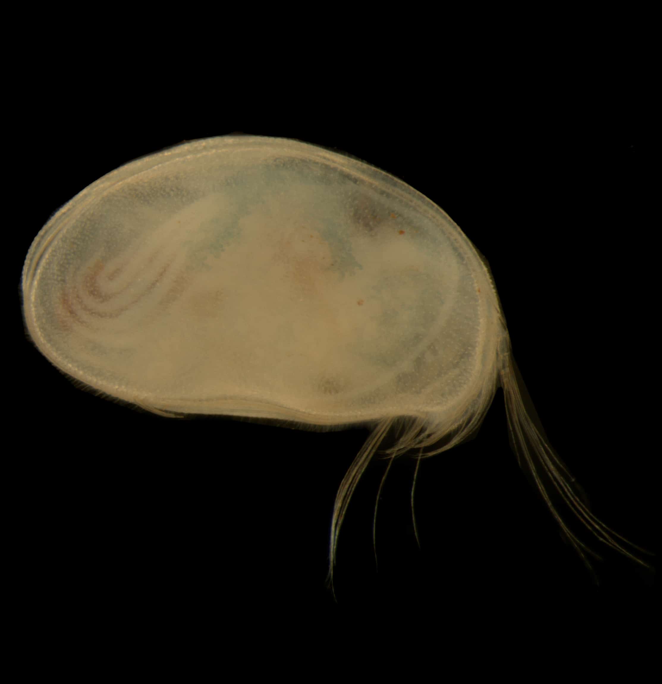 Bennelongia coondinerensis
