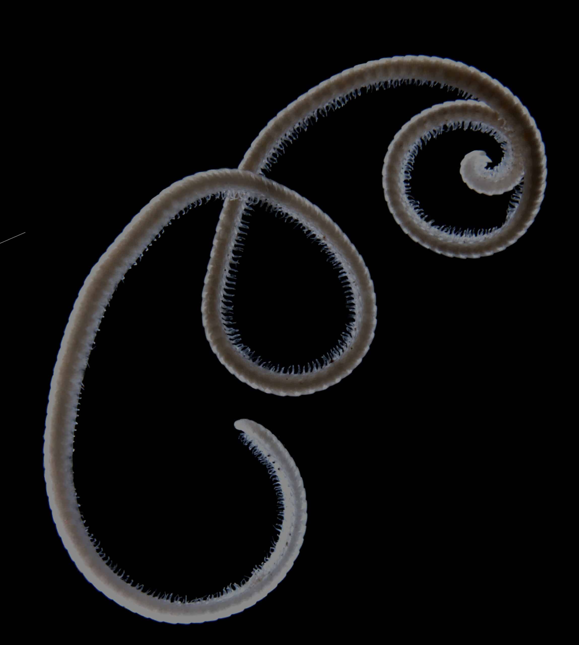 Eumillipes persephone