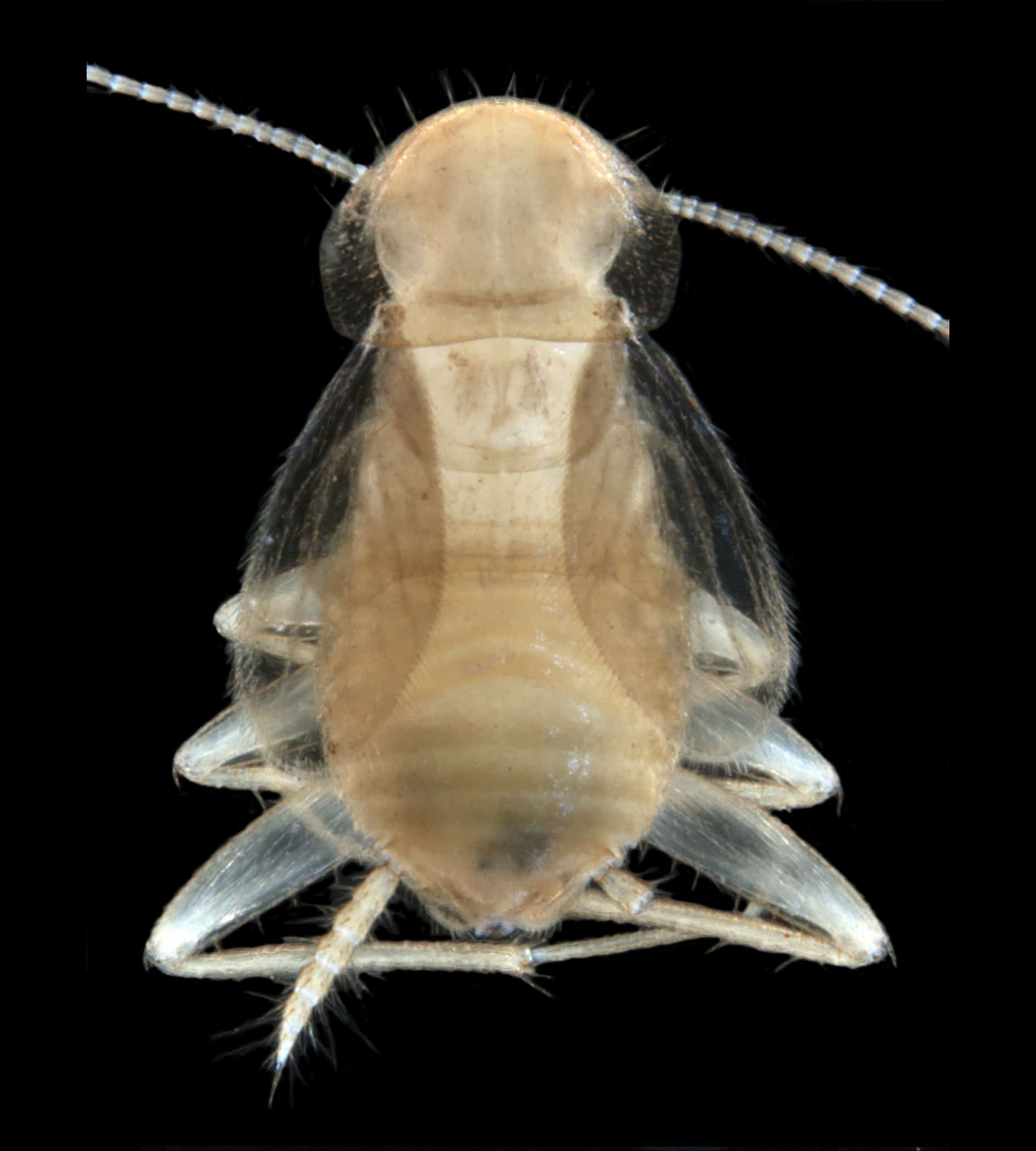 Nocticola quartermani
